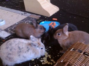 Kaninchen alle 4.jpg