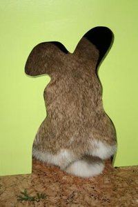 tiffy5.JPG tiffy5.JPG