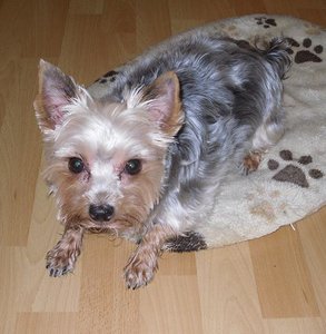 lillychen.jpg lillychen.jpg