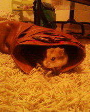 Foto-0084.jpg Foto-0084.jpg