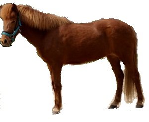 P4171283 (640x525) (300x246).jpg P4171283 (640x525) (300x246).jpg