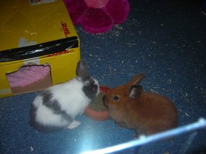 Arielle 002.JPG Arielle 002.JPG