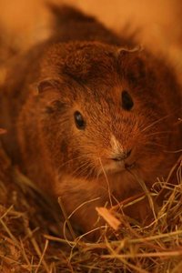 lilly99.jpg lilly99.jpg