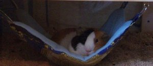 Fuchur.jpg Fuchur.jpg