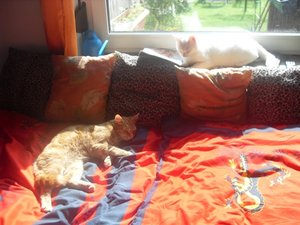 bett und fensterbank.JPG bett und fensterbank.JPG