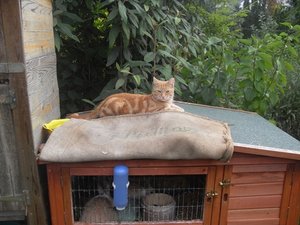 Kaninchenstall.JPG Kaninchenstall.JPG