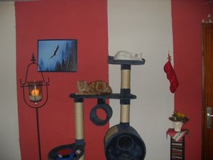 kratzbaum.JPG kratzbaum.JPG