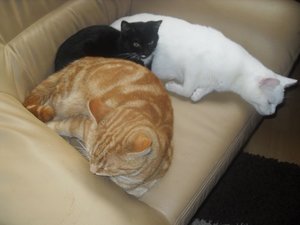 sessel.JPG sessel.JPG