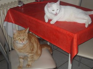 tisch und stuhl.JPG tisch und stuhl.JPG