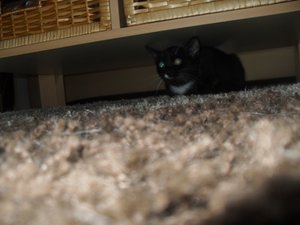 unter dem tisch.JPG unter dem tisch.JPG