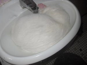 waschbecken.JPG waschbecken.JPG