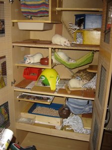 rattischrank neu.jpg