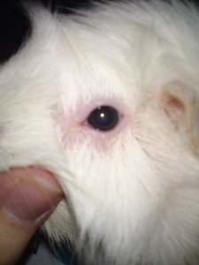 DSC00732 (480x640).jpg