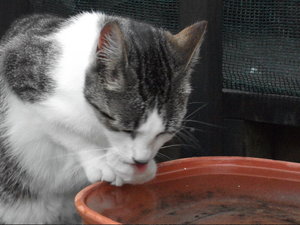 wäscht sich.jpg wäscht sich.jpg