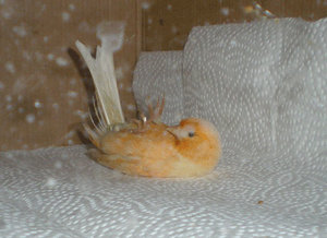 Püppi.jpg Püppi.jpg