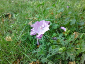 fd60lc.jpg fd60lc.jpg