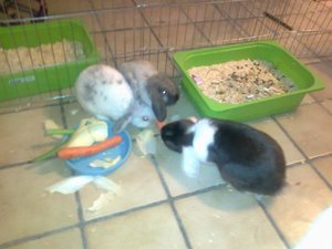 Foto0487 (800x600).jpg