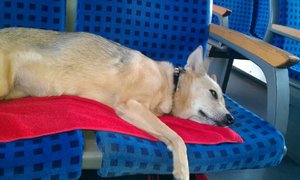 386171_131496420291107_100002922494012_175857_1062718785_n (1).jpg