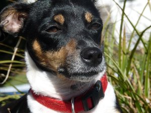 Laila3.jpg Laila3.jpg