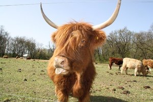 2011-04 Hochlandrind.JPG