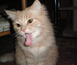 2011-04 Arvid Zunge.JPG