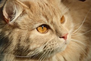 2011-06 Arvid Nahaufnahme.JPG