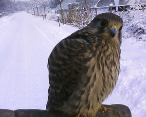 TÃ¼rmchen Caja.jpg