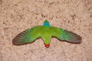 IMGP3127.JPG IMGP3127.JPG