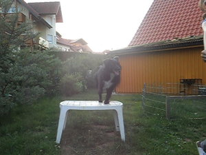 li 483.jpg li 483.jpg