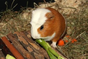 a31f9df3-51504109.jpg a31f9df3-51504109.jpg