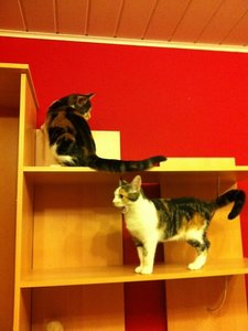 IMG_0703 - Kopie.JPG