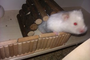 IMAG0035.jpg IMAG0035.jpg