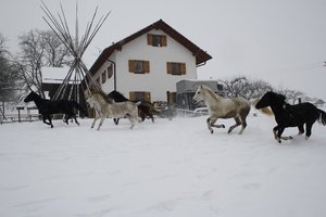 IMG_0510.JPG IMG_0510.JPG