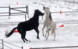 IMG_0835.JPG IMG_0835.JPG