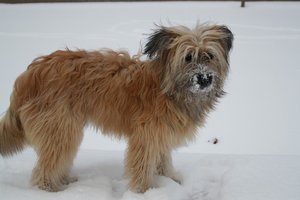 2011-12-25 Colmar im Schnee.JPG