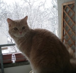 2011-12-26 Arvid Schnee.JPG 2011-12-26 Arvid Schnee.JPG