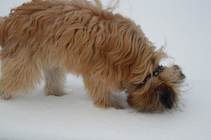 2011-12-26 Colmar Schnee.JPG 2011-12-26 Colmar Schnee.JPG