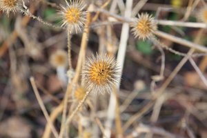Distel.jpg Distel.jpg