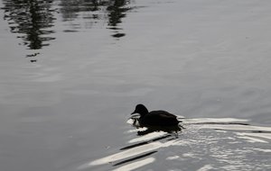 Enteverkleinert.jpg Enteverkleinert.jpg