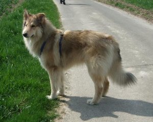 Rocky im Weinberg.JPG