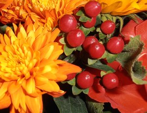 2011-12-28 Makro rot 2.JPG