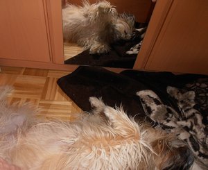 2011-12-28 Colmar Kuscheln.JPG