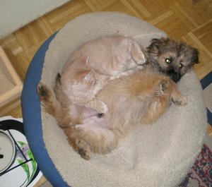 2011-12-28 Colmar Kuscheln 2.JPG