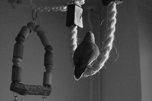 Crispy.JPG Crispy.JPG