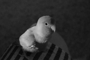 Joschy.JPG Joschy.JPG