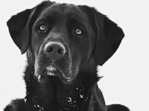 fotobeispielschwarzwem641p.jpg fotobeispielschwarzwem641p.jpg