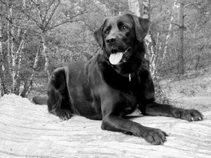 img_6481schwarzweivm1qk.jpg img_6481schwarzweivm1qk.jpg