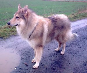 Rocky 31-12-2011.JPG