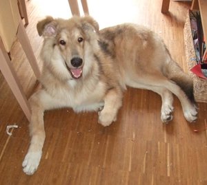 Rocky 10-08-2009.JPG