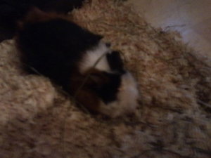 2psiwph.jpg 2psiwph.jpg